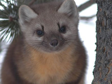 American Marten