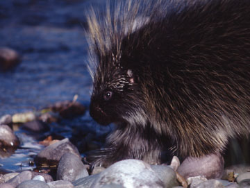 Porcupine