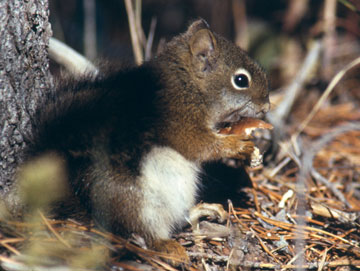 Red Squirrel