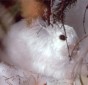 Snowshoe Hare