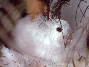 Snowshoe Hare