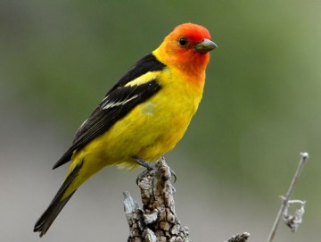 Western Tanager