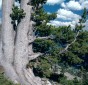 Whitebark Pine