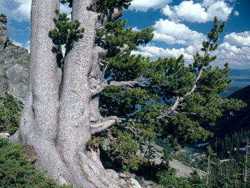 Whitebark Pine