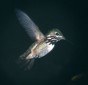 Calliope Hummingbird