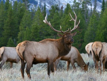 Elk