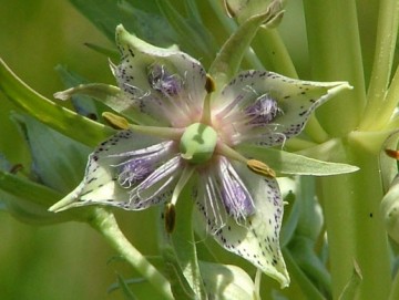 Green Gentian