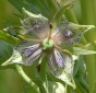 Green Gentian