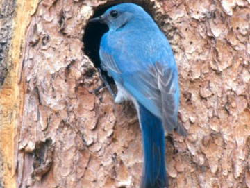 Mountain bluebird