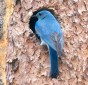 Mountain bluebird