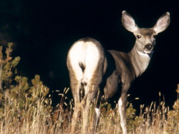 Mule Deer