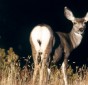 Mule Deer