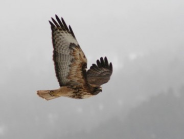 Red-tailed Hawk