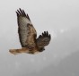 Red-tailed Hawk