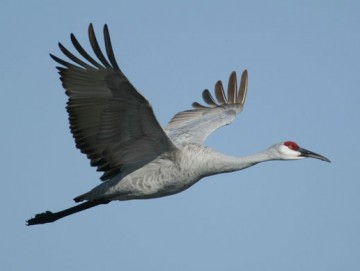 Sandhill Crane