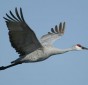 Sandhill Crane