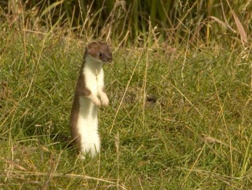 Short-tailed Weasel