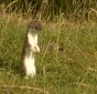 Short-tailed Weasel