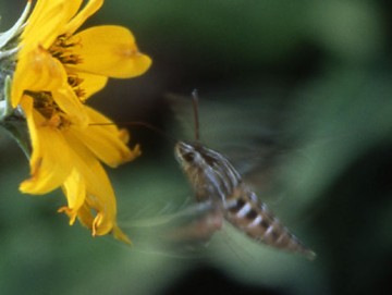 White-lined sphinx