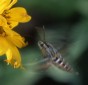 White-lined sphinx