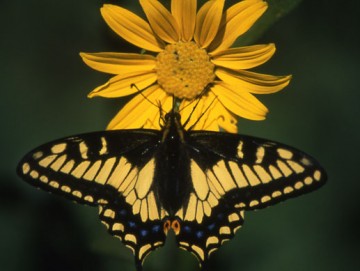 Anis swallowtail