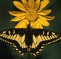 Anis swallowtail