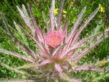 Elk Thistle