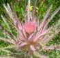 Elk Thistle