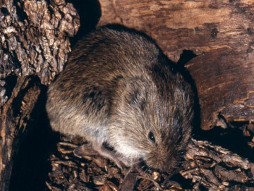 Meadow Vole