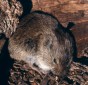 Meadow Vole