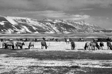 National Elk Refuge created