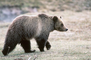 The US Fish and Wildlife Service lists the grizzly bear under the Endangered Species Act
