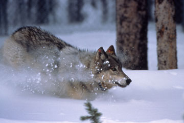 Wolves return to Grand Teton National Park after being absent for over 50 years