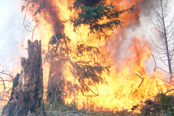 Large Fires burn in Grand Teton and Yellowstone National Parks