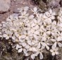 Cushion Phlox