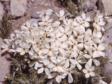 Cushion Phlox