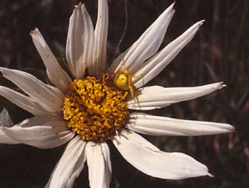 Goldenrod crab spider