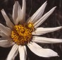 Goldenrod crab spider