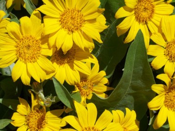 Arrowleaf Balsamroot