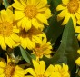 Arrowleaf Balsamroot