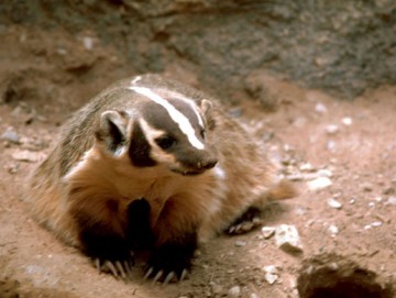 Badger