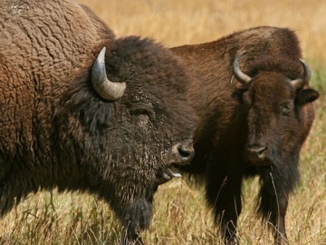 American bison