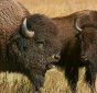 American bison