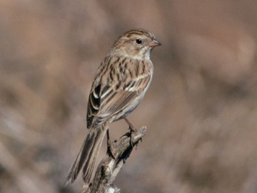 Brewer's sparrow