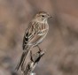 Brewer's sparrow