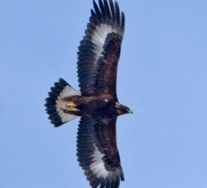 Golden eagle