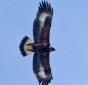 Golden eagle