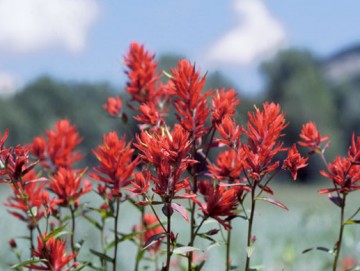 Indian Paintbrush