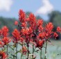 Indian Paintbrush