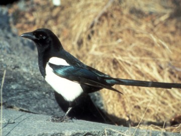 Black-billed magpie